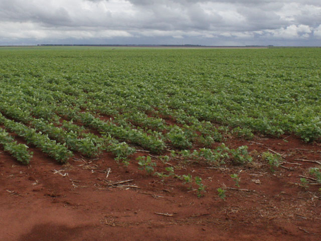 The return of rains to Mato Grosso and the eastern Cerrado prompted local farm consultancy Agroconsult to raise its Brazilian soy crop view slightly. (DTN file photo by Alastair Stewart)